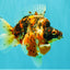 AAA Grade Special Indonesia Calico Ryukin Male 6-6.5 inches #100226RK_01