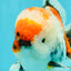 CHONKY AAA Grade Special Marble Oranda Male 6.5 inches #051526OR_01