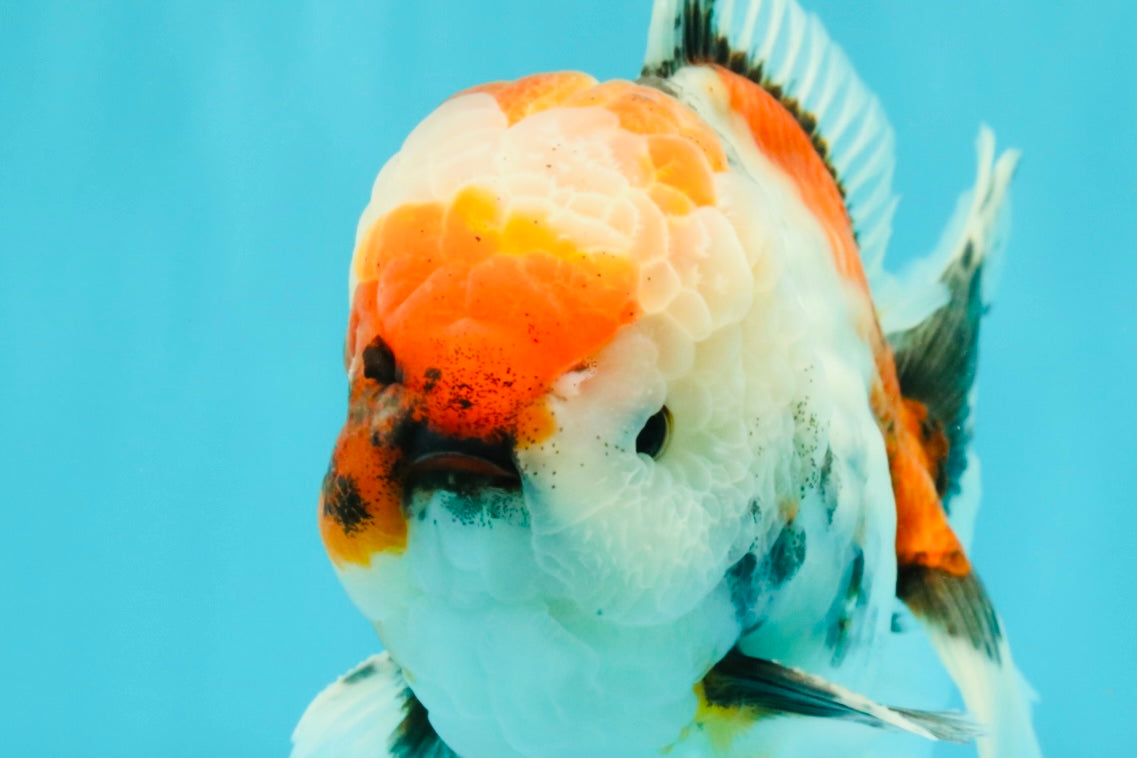 CHONKY AAA Grade Special Marble Oranda Male 6.5 inches #051526OR_01