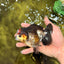 ADORABLE A Grade Tricolor Yuanbao Male 4.5 inches #051526YB_08