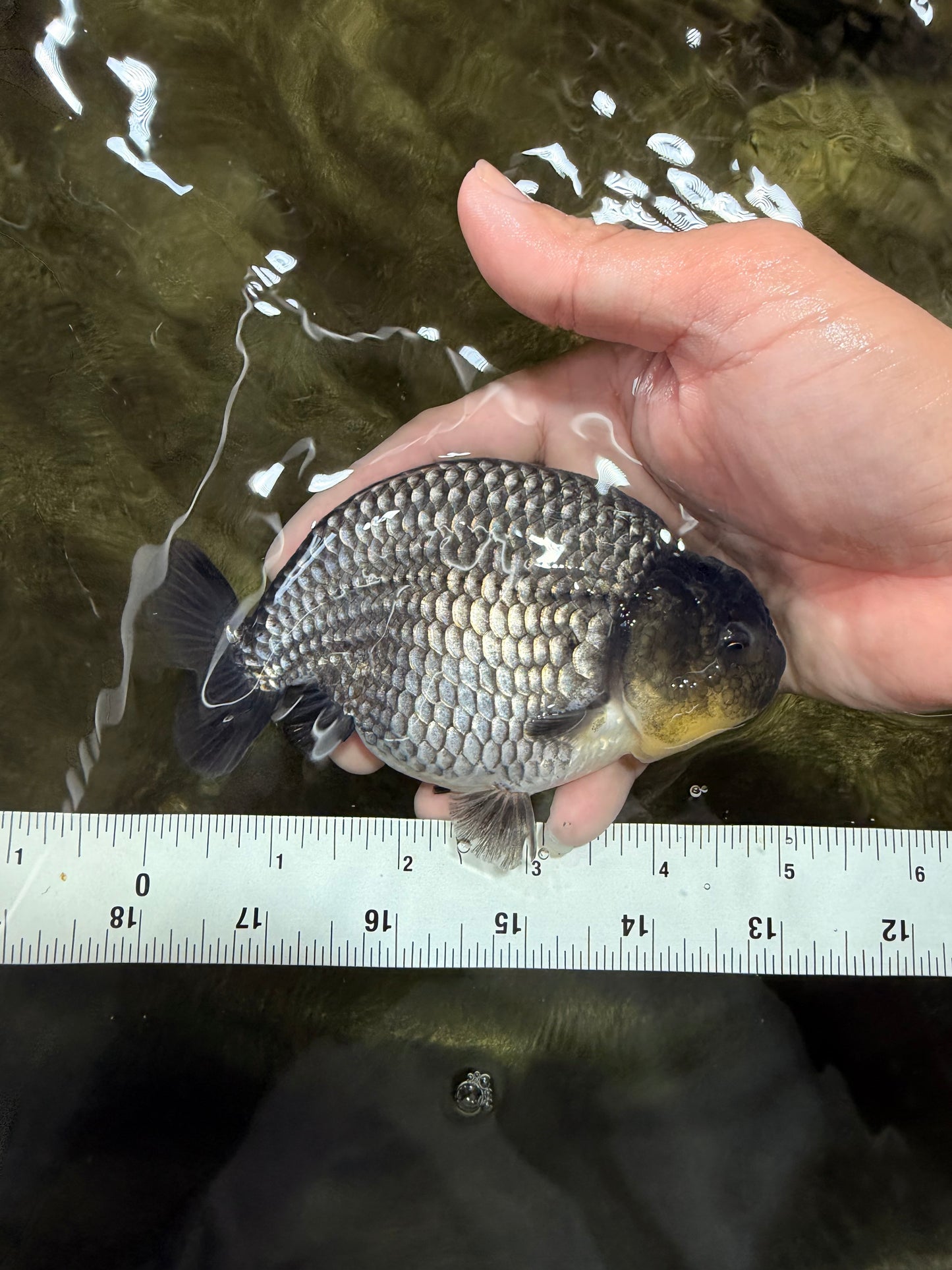 UNIQUE AAA Grade Blue Ranchu Male 5 inches #071026RC_10