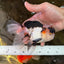 A Grade SPECIAL Tricolor Oranda Male 5.5 inches #062025OR_17
