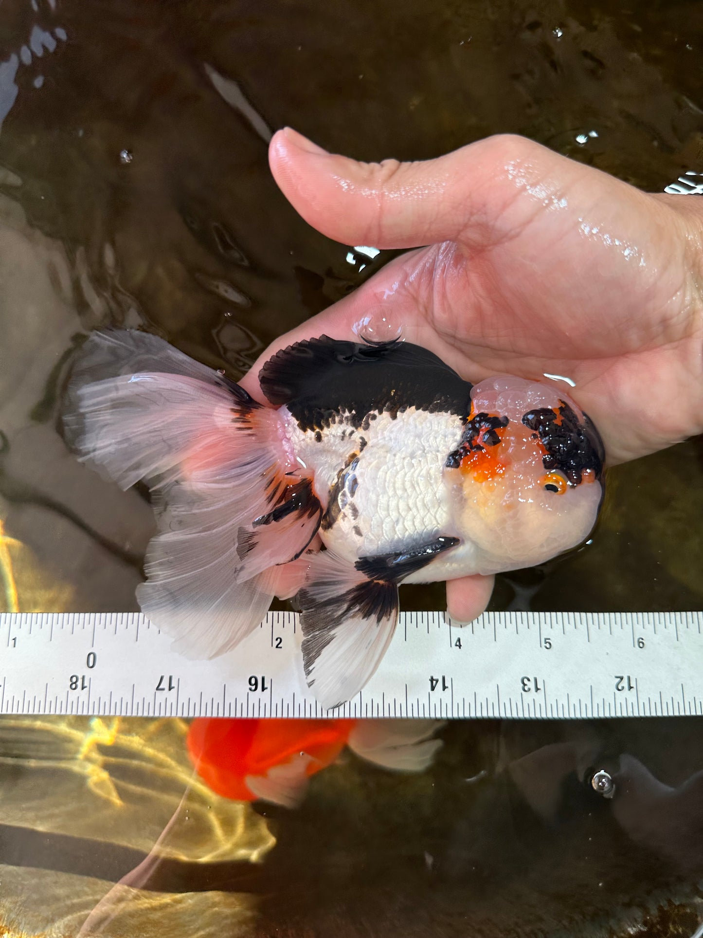 A Grade SPECIAL Tricolor Oranda Male 5.5 inches #062025OR_17