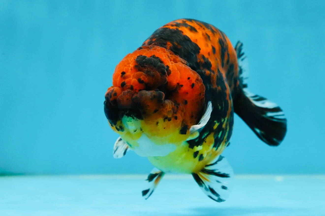 AAA Grade Tiger Female LionKing 5 inches #060625LC_06