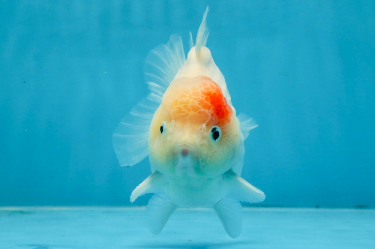 A Grade Sakura Yuanbao Male 4.5 inches #103125YB_01