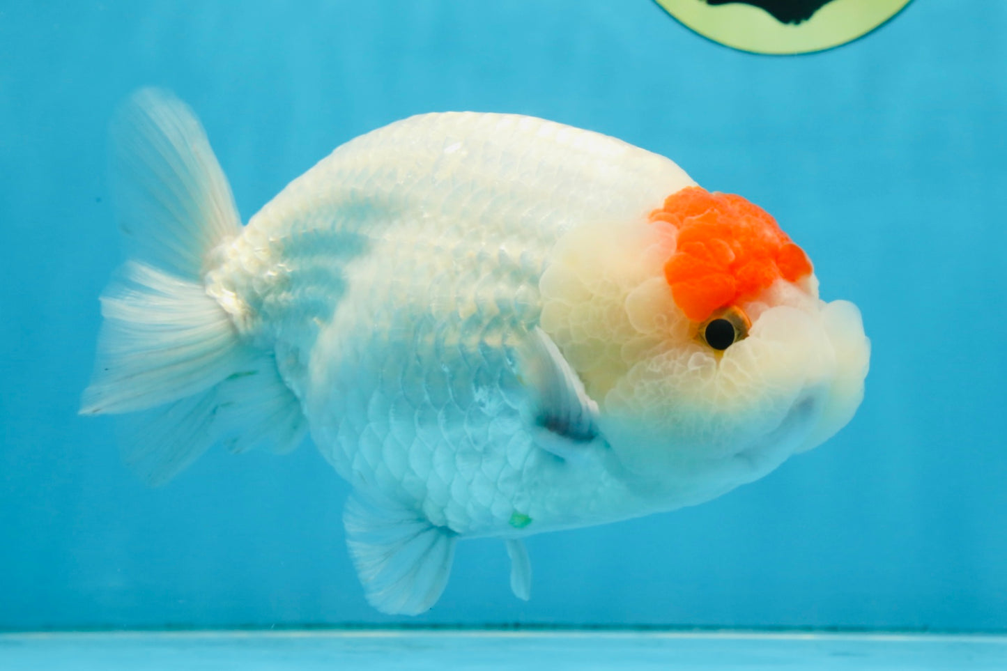 A Grade BEAUTY Red White Tancho LionQueen 6 inches #091925LC_26