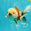 A Grade Marble Oranda Male 5-5.5 inches #061926OR_24