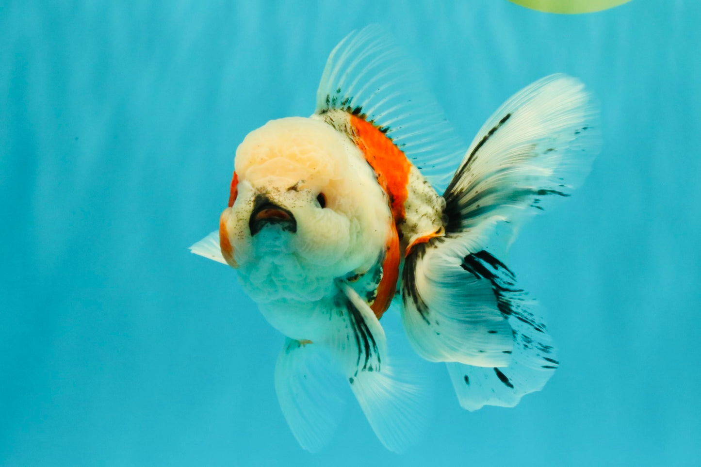 A Grade Marble Oranda Male 5-5.5 inches #061926OR_24