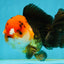 A Grade Red Head Pompoms Apache Yuanbao Male 5.5 inches #122024YB_09