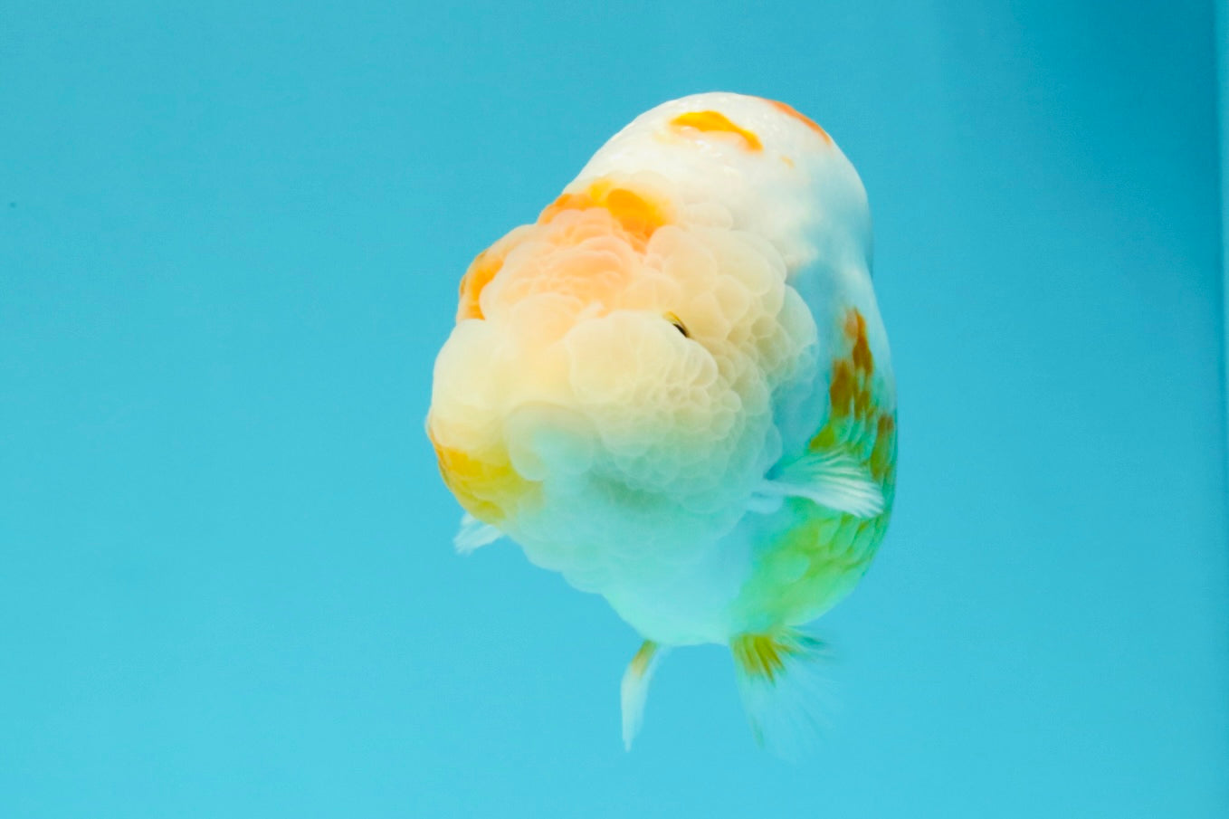 BEAUTY Sakura Chinese Ranchu Male 5-5.5 inches #032026RC_31