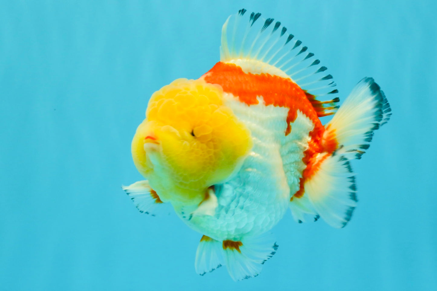 CHUBBY AAA Grade Godzilla Red White Lipstick Yuanbao Male 5-5.5 inches #022726YB_04