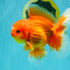 AAA Grade Red White Oranda Male 5.5 inches #080726OR_10