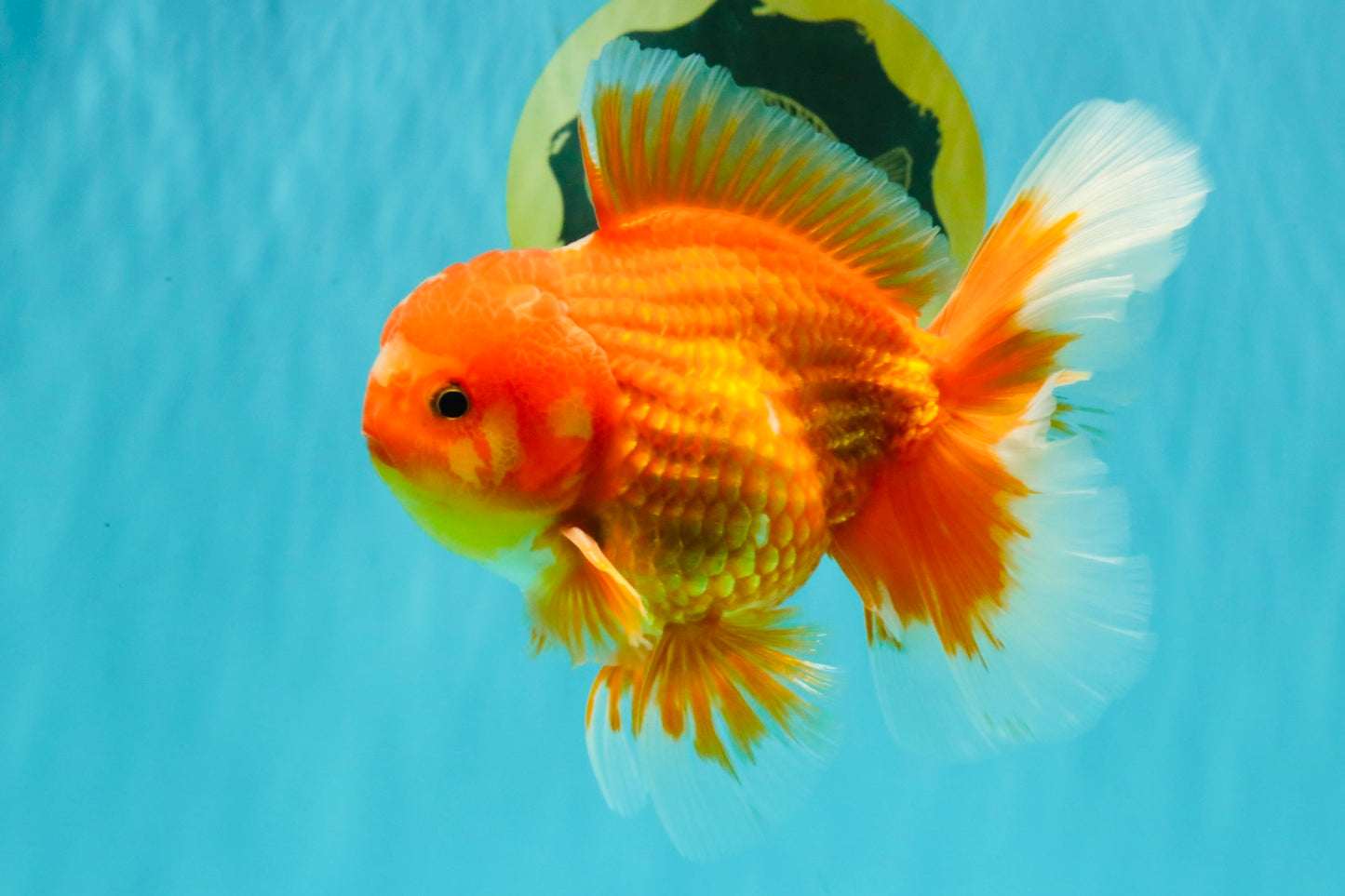 AAA Grade Red White Oranda Male 5.5 inches #080726OR_10