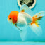 A Grade Chubby Tricolor Red Head Oranda Male 4.5-5 inches #1018OR_21