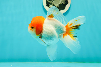 A Grade Chubby Tricolor Red Head Oranda Male 4.5-5 inches #1018OR_21