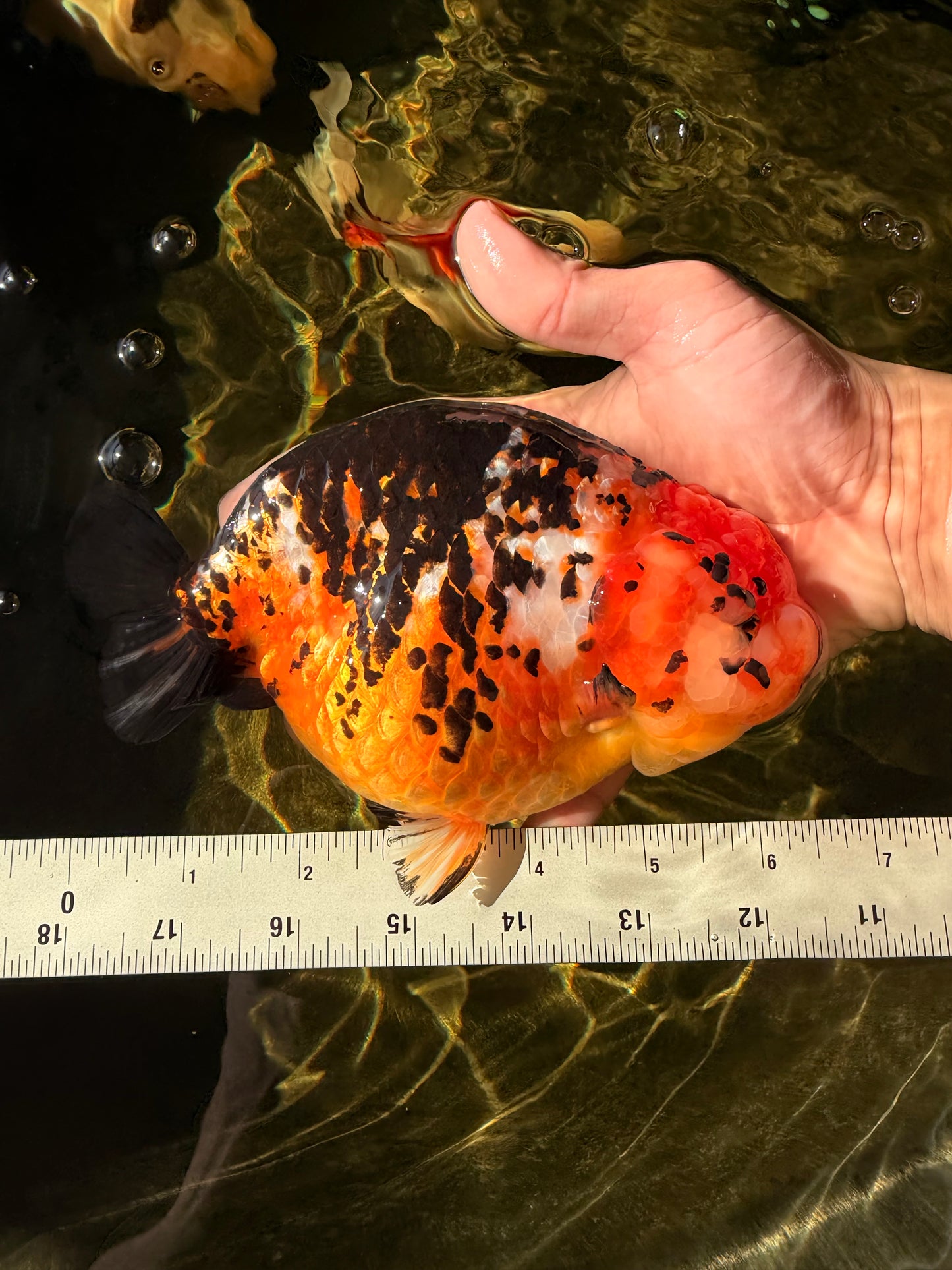 Jumbo Tricolor Chinese Ranchu Female 6.5 inches #032026RC_28