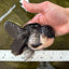 Chubby Cheeks Panda Oranda Male 5 inches #050225OR_06