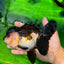 A Grade Bulldog Tricolor Oranda Female 5.5 inches #0614OR_21