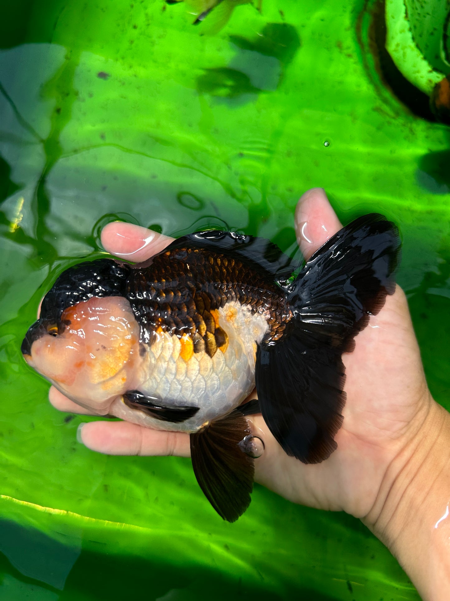 A Grade Bulldog Tricolor Oranda Female 5.5 inches #0614OR_21