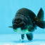 Baby Black Ranchu Male 3.5-4 inches #0726RC_28