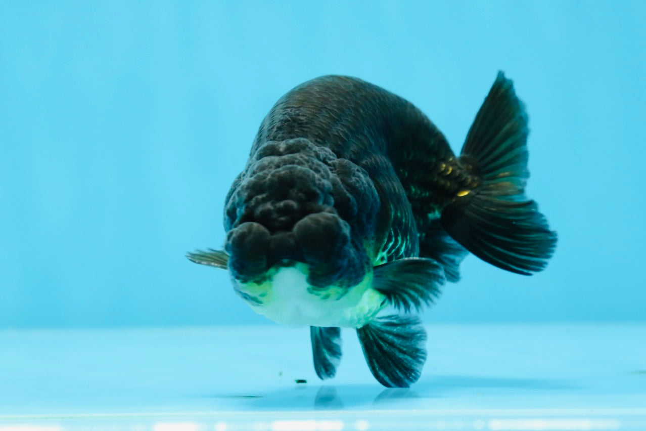 Bebé macho negro ranchu de 3,5 a 4 pulgadas #0726RC_28