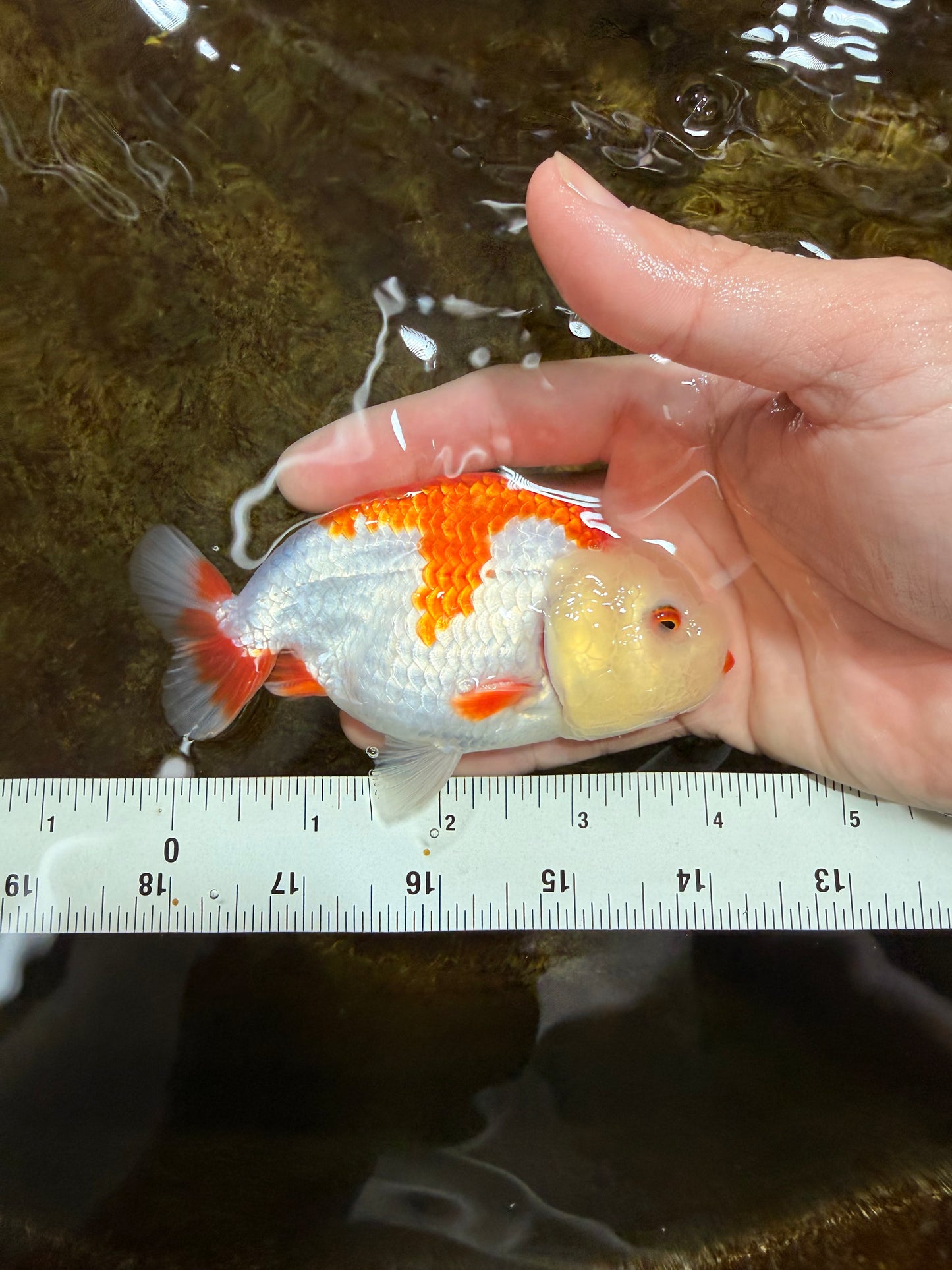 A Grade Red White LionKing 4 inches #112825LC_11