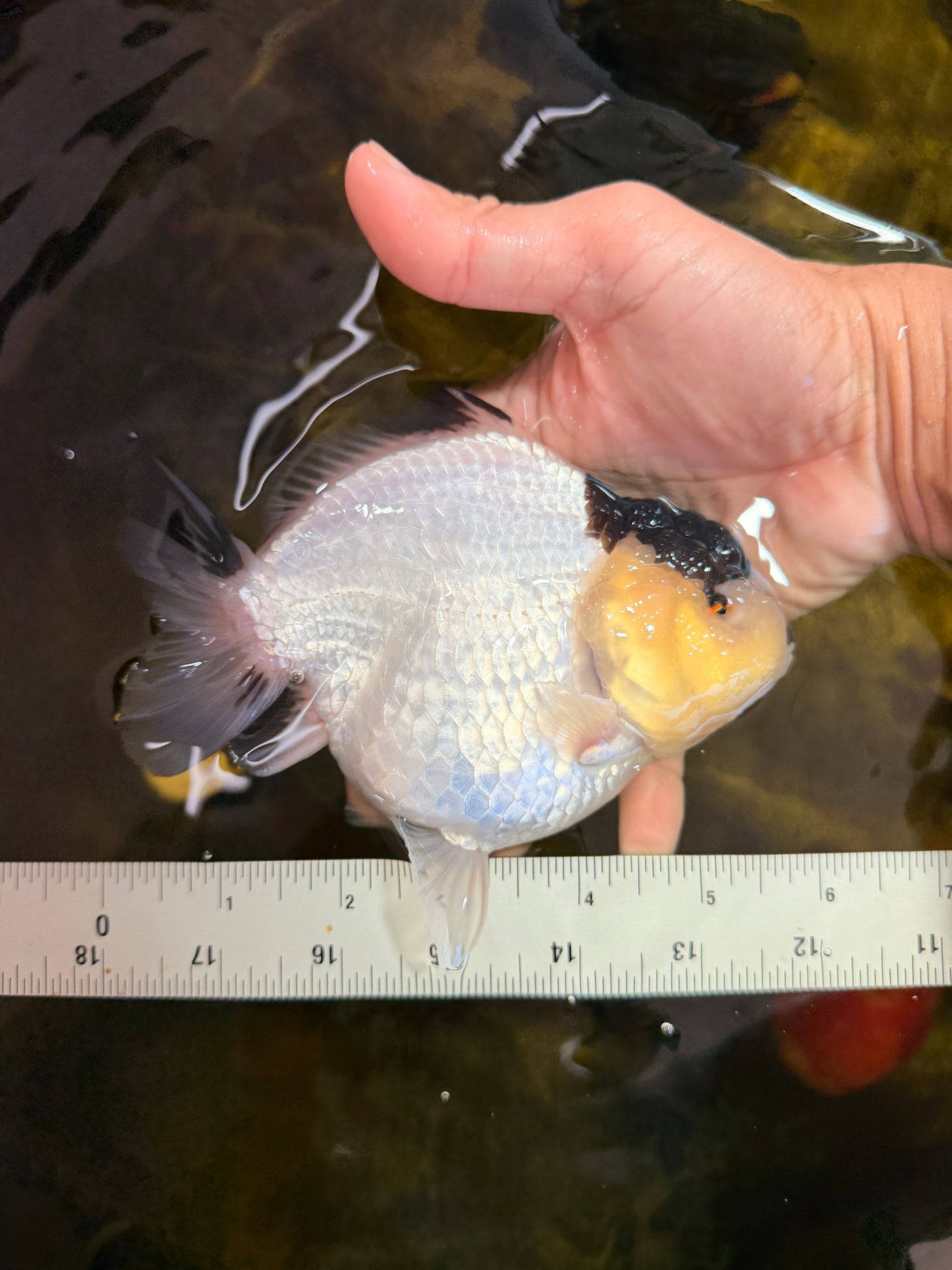 AAA Grade Panda Yuanbao Female 5.5-6 inches #101025YB_23