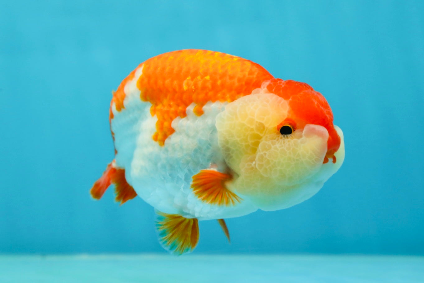 AAA Grade Red White LionKing 4.5 inches #050925LC_14