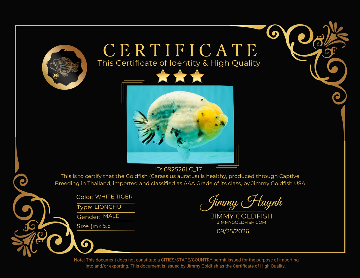 CHUBBY AAA Grade Diamond Scale White Tiger LionKing 5.5 inches #092526LC_17