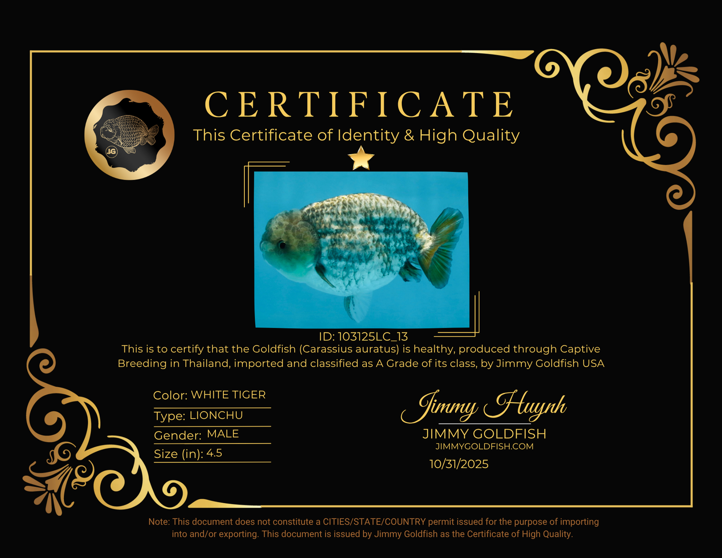 A Grade White Tiger LionKing 4.5 inches #103125LC_13