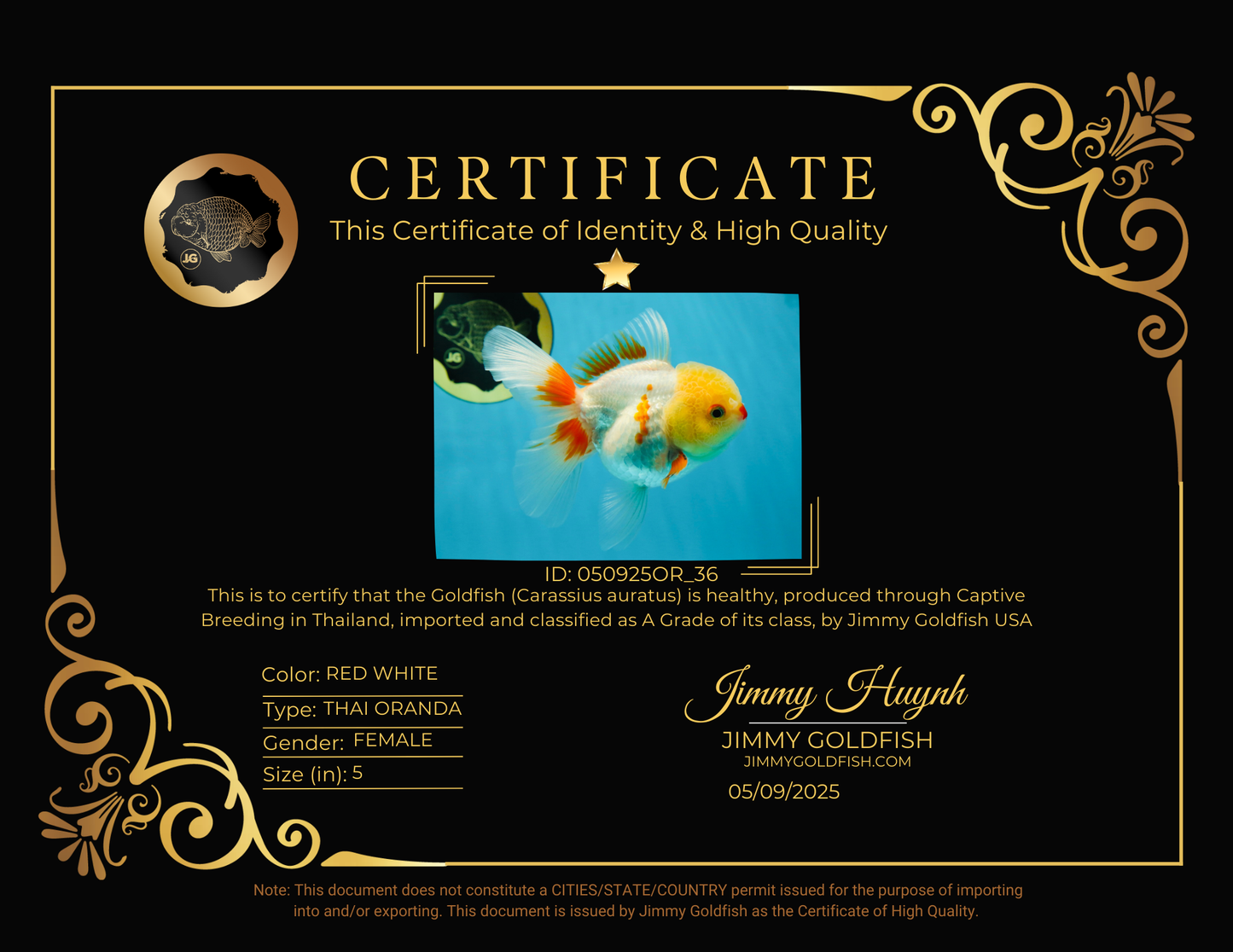 A Grade Red White Oranda Female 5 inches #050925OR_36