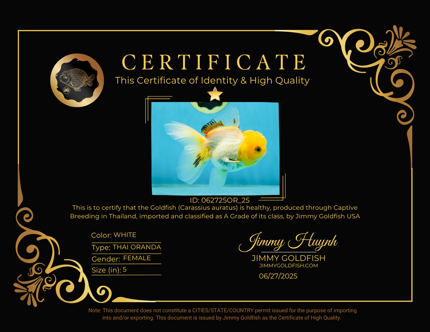 A Grade White Oranda Female 5 inches #062725OR_25