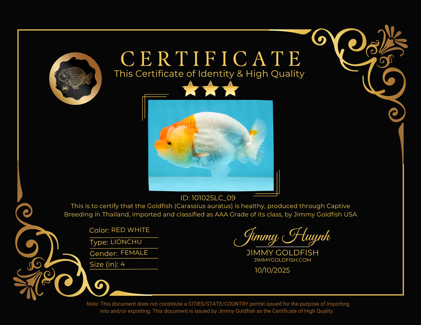 AAA Grade Young Red White Kohaku LionQueen 4 inches #101025LC_09