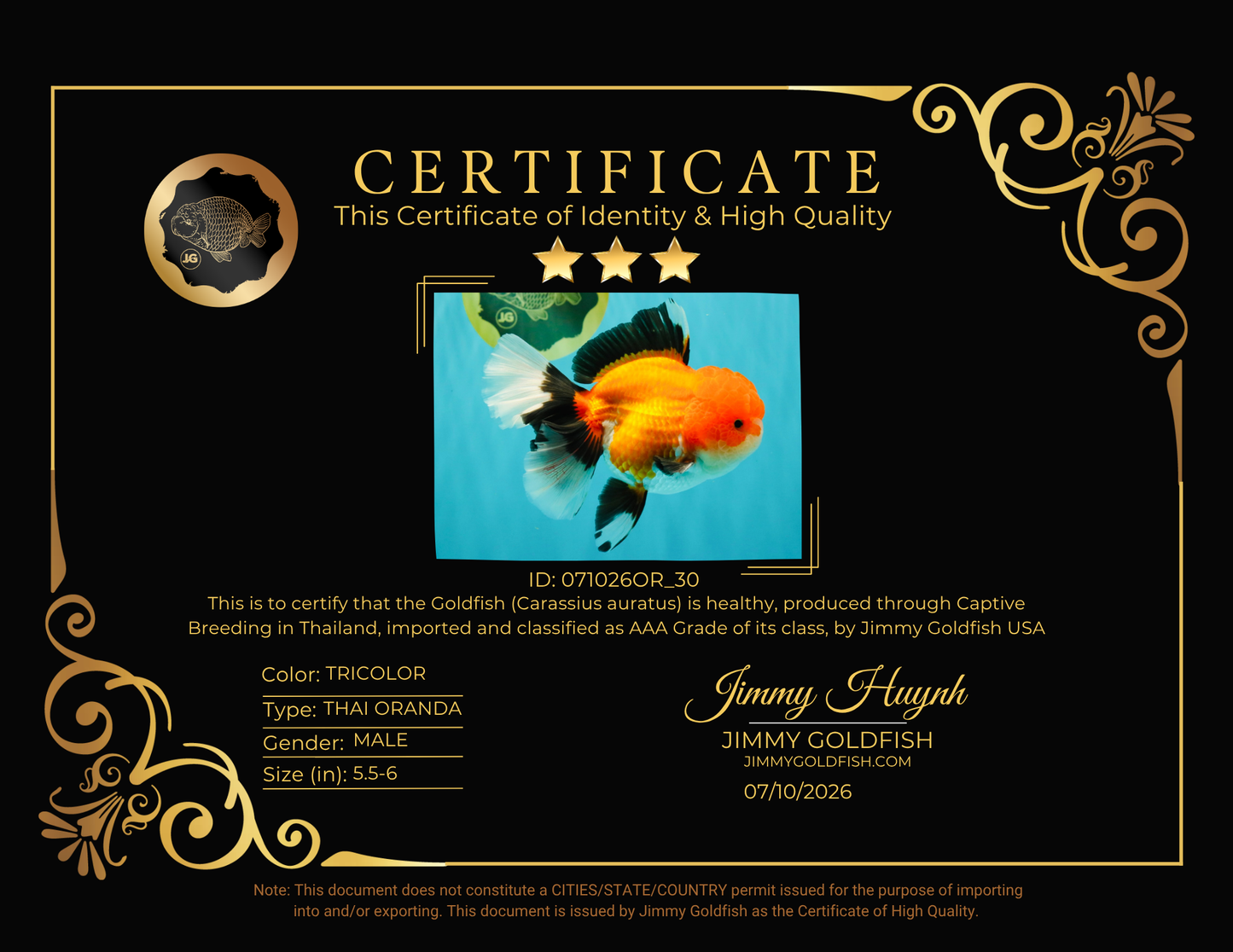 BULLDOG AAA Grade Tricolor Oranda Male 5.5-6 inches #071026OR_30
