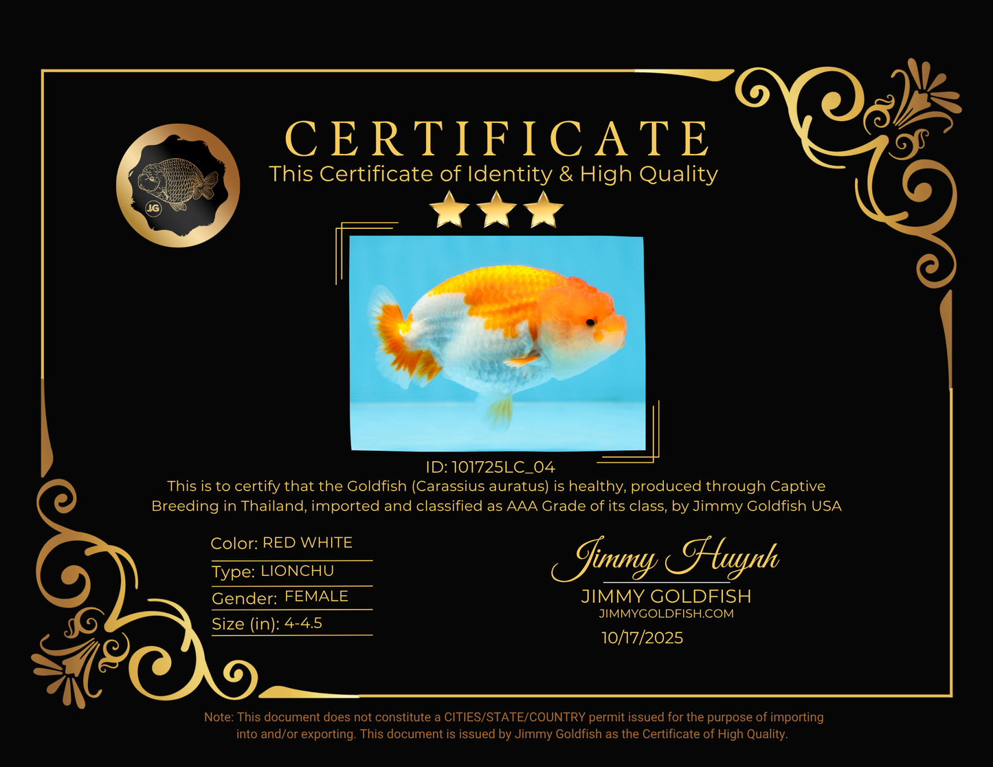 AAA Grade Red White LionQueen 4-4.5 inches #101725LC_04