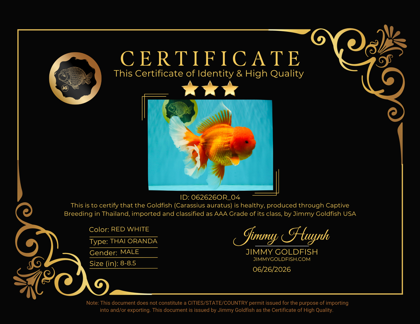 AAA Grade Super Jumbo Red White  Oranda Male 8-8.5 inches #062626OR_04