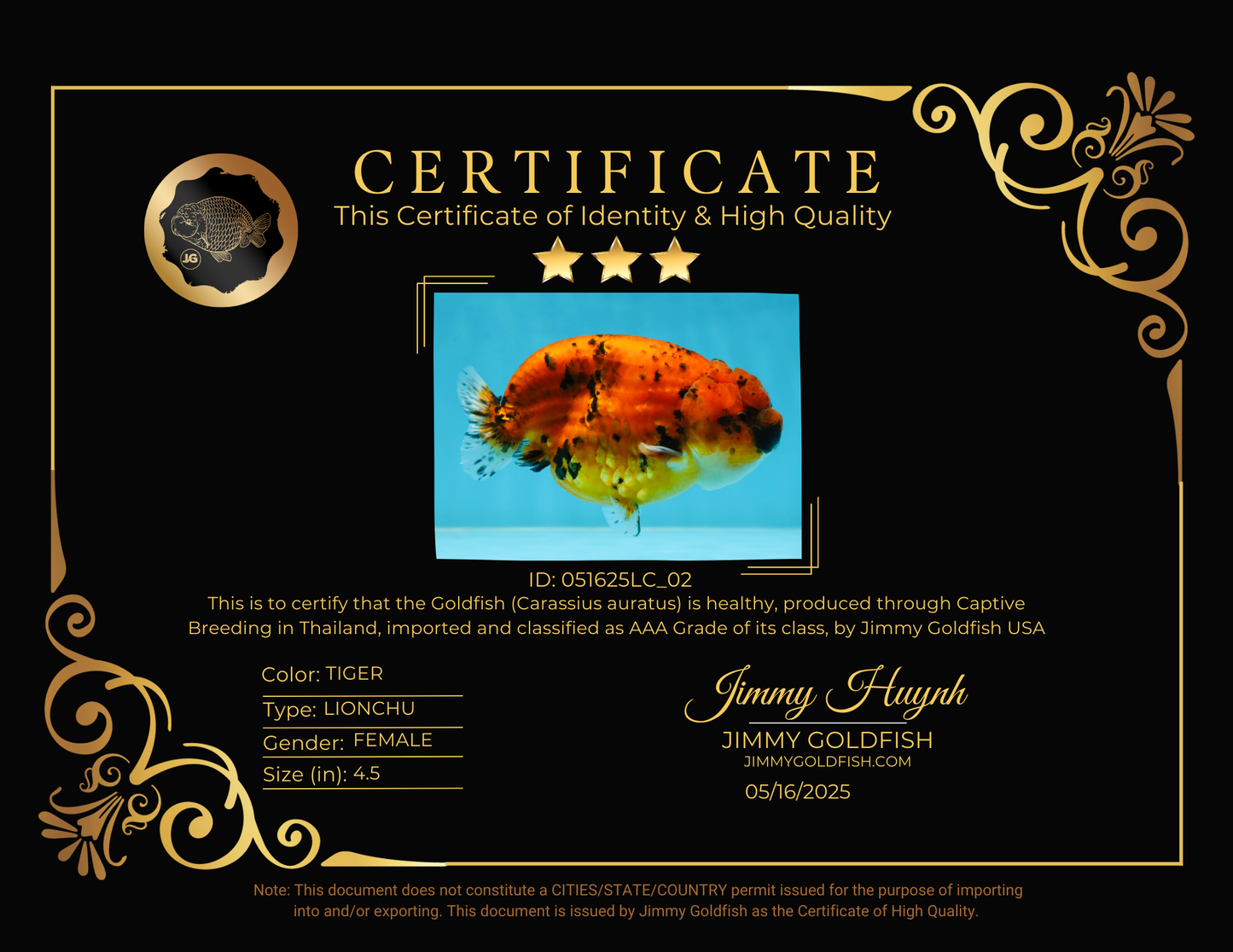 AAA Grade Tiger LionQueen 4.5 inches #051625LC_02