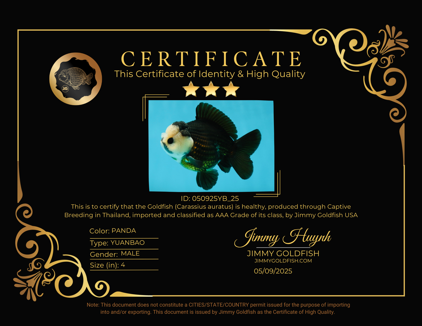 AAA Grade Pompom Panda Button Eyes Yuanbao Male 4 inches #050925YB_25