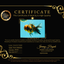 A Grade Calico Tiger Oranda Male 6.5-7 inches #080726OR_17