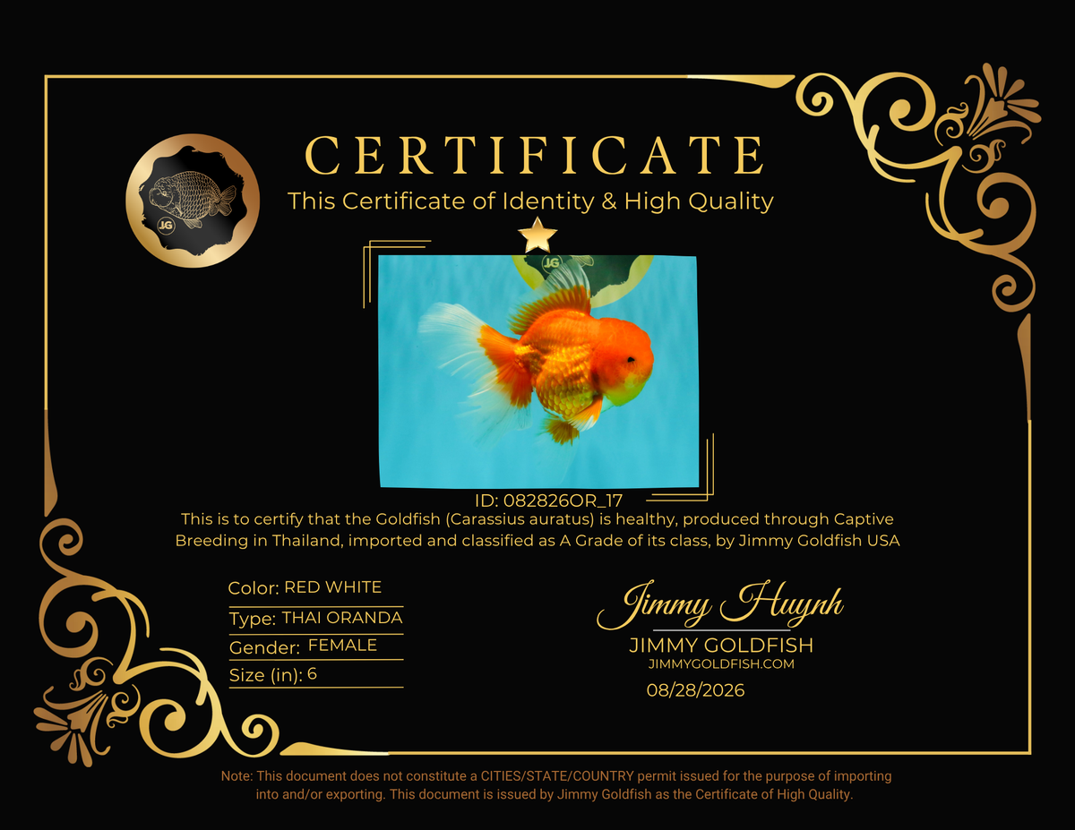 TOMATO A Grade Red White Oranda Female 6 inches #082826OR_17