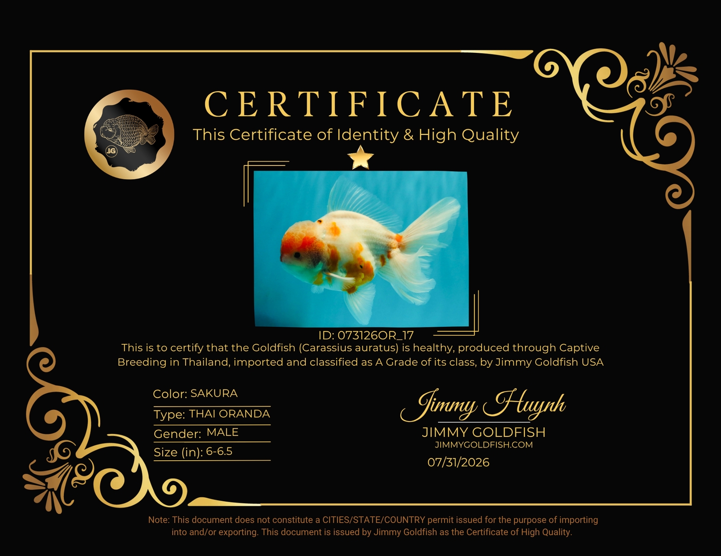 A Grade Sakura Oranda Male 6-6.5 inches #073126OR_17