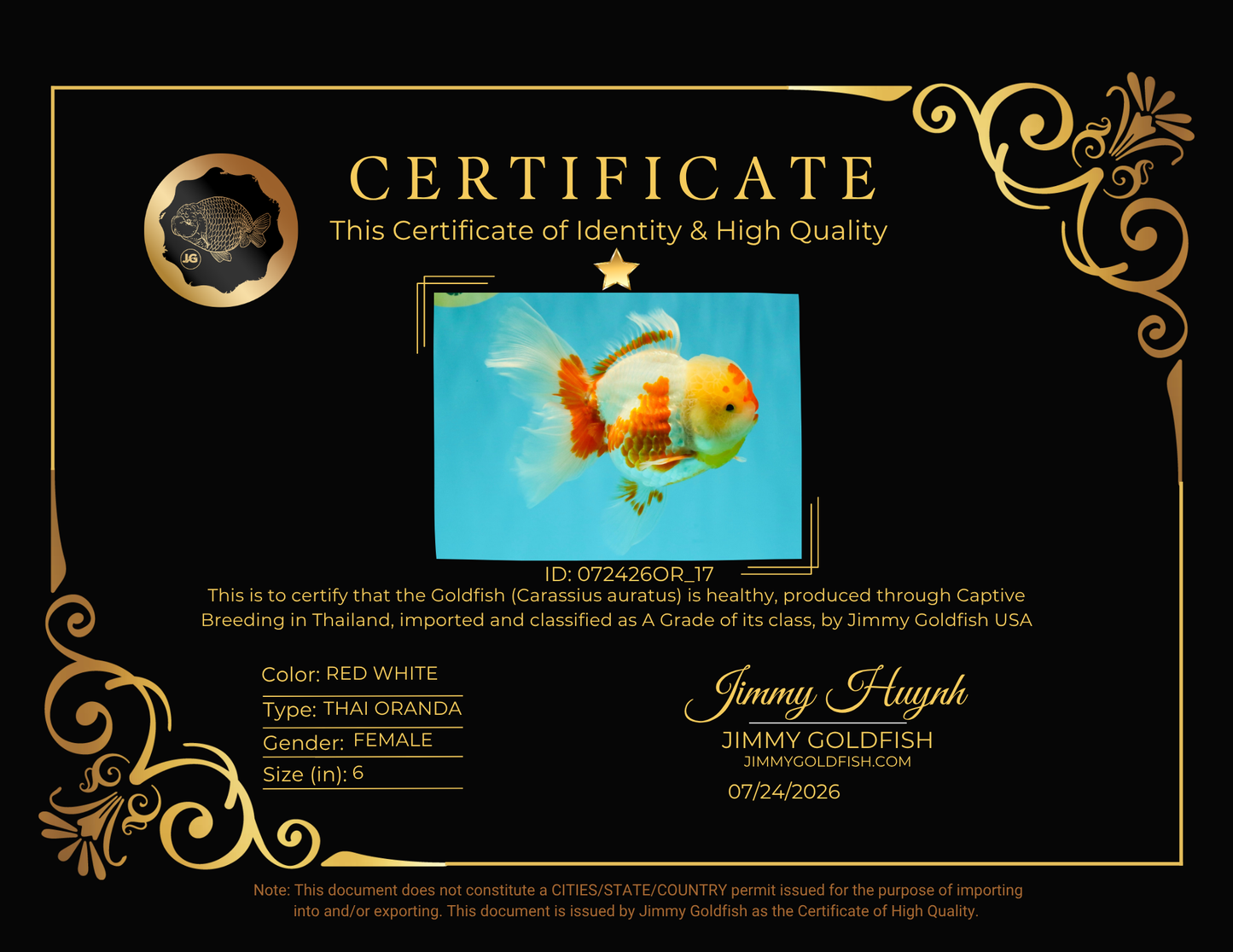 A Grade Red White Oranda Female 6 inches #072426OR_17