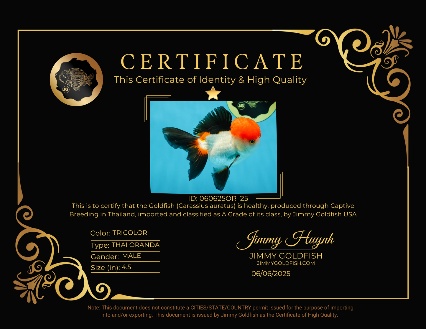 A Grade Tricolor Oranda Male 4.5 inches #060625OR_25