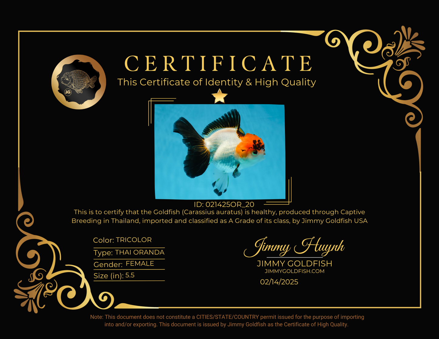 A Grade Lava Tricolor Red Head Oranda Female 5.5 inches #021425OR_20