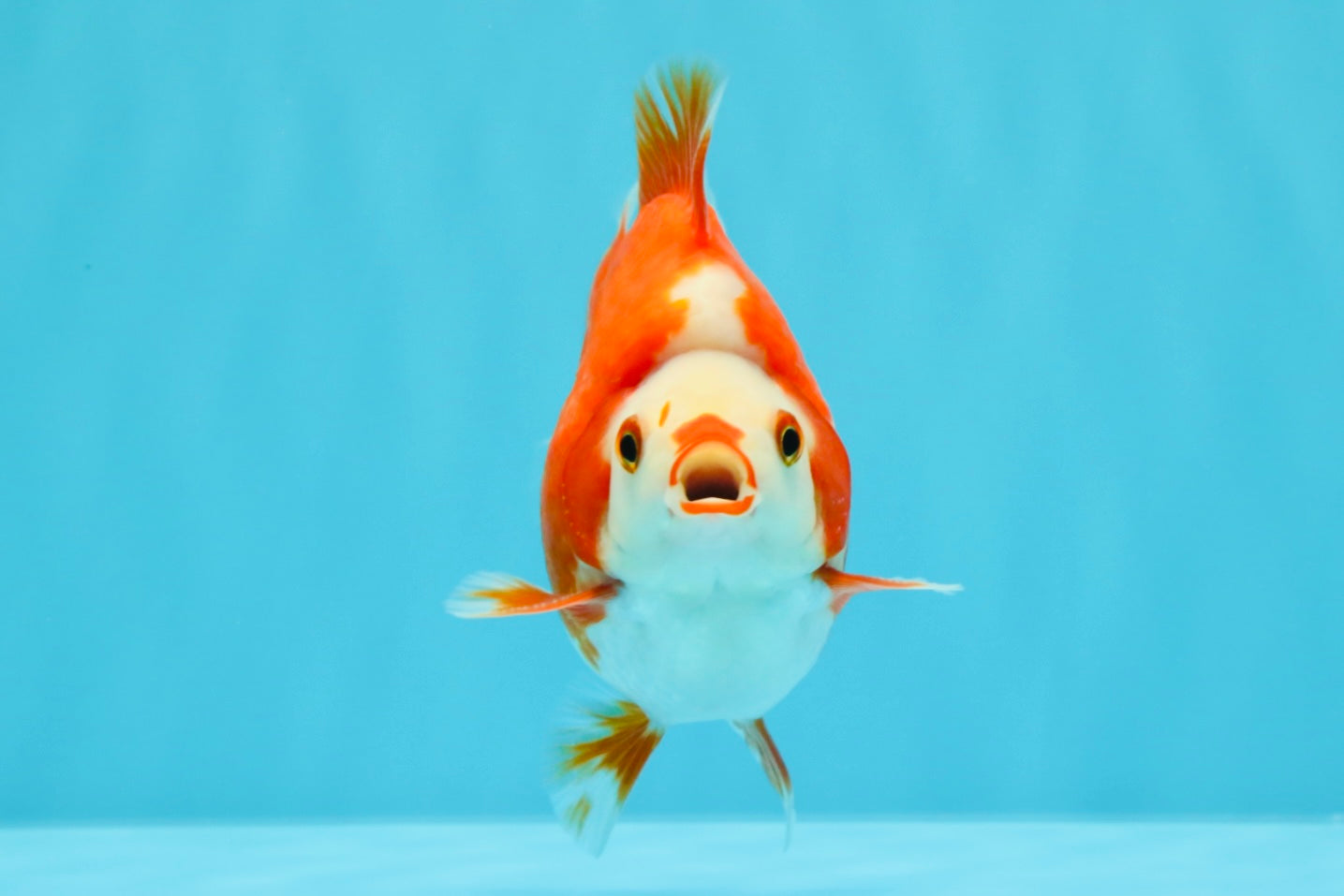 SUPER AAA Grade Red White Ryukin Male 4 inches #022726RK_16