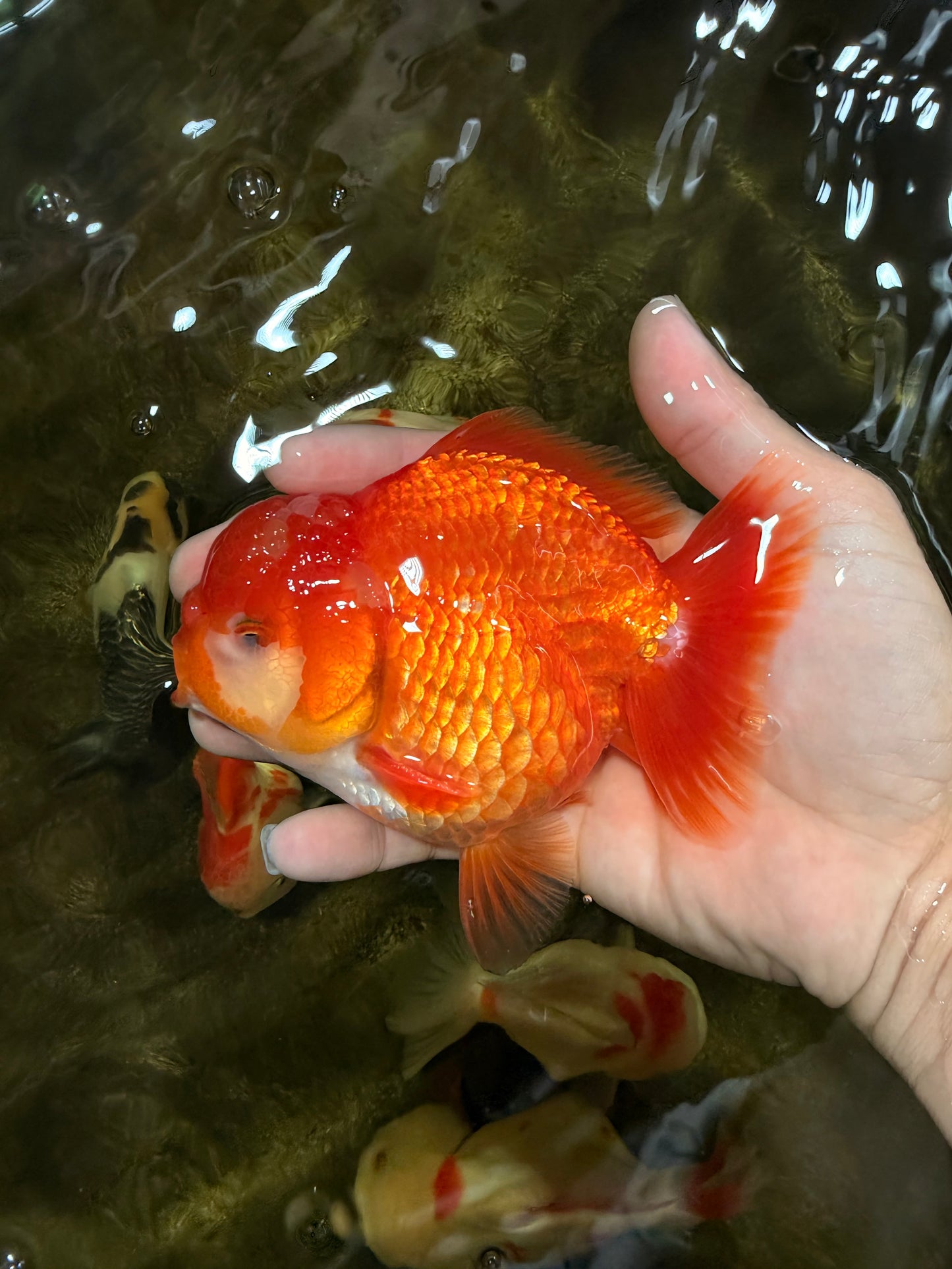 AAA Grade Red White Yuanbao Male 4.5 inches #103125YB_04