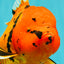 A Grade Tiger Oranda Female 7.5 inches #101626OR_16
