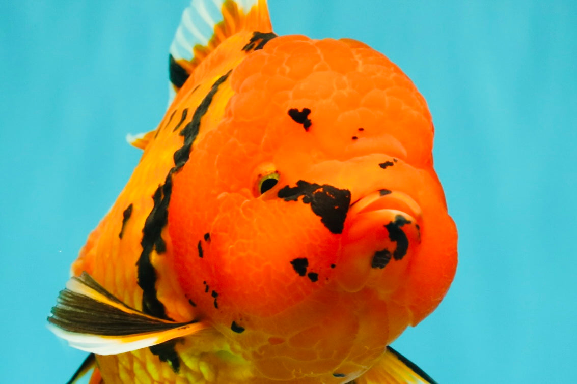 A Grade Tiger Oranda Female 7.5 inches #101626OR_16
