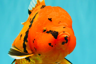 A Grade Tiger Oranda Female 7.5 inches #101626OR_16