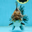 RARE A Grade Kirin Oranda Male 5.5 inches #120525OR_02